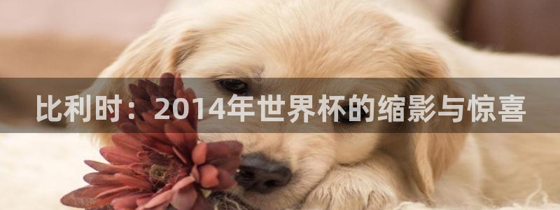 今年的世界杯：比利时：2014年世界杯的缩影与惊喜